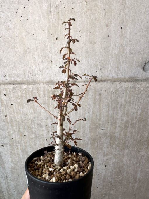 【現品限り】ボスウェリア・ナナ × アスプレニフォリア 実生【AD29】 Boswellia nana x asplenifolia【植物】塊根植物 夏型 コーデックス - 画像 (3)
