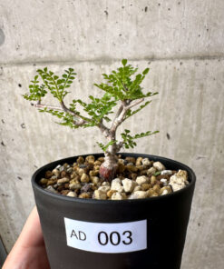 【現品限り】オペルクリカリア・パキプス 根挿し【AD3】 Operculicarya pachypus【植物】塊根植物 夏型 コーデックス