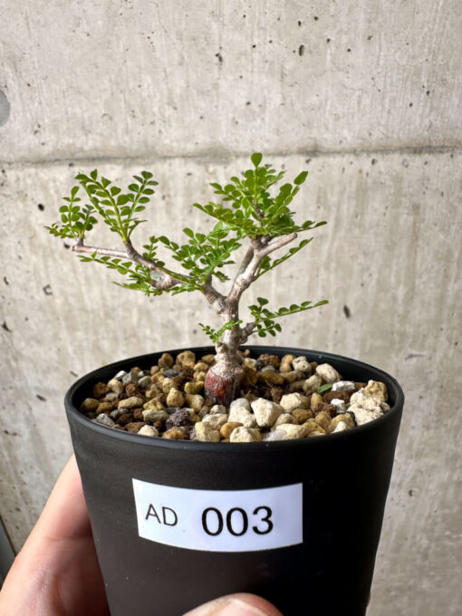 【現品限り】オペルクリカリア・パキプス 根挿し【AD3】 Operculicarya pachypus【植物】塊根植物 夏型 コーデックス