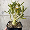 【現品限り】ドルステニア・ギガス 実生【AD30】 Dorstenia gigas【植物】塊根植物 夏型 コーデックス