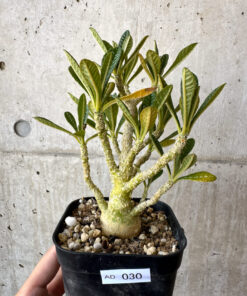 【現品限り】ドルステニア・ギガス 実生【AD30】 Dorstenia gigas【植物】塊根植物 夏型 コーデックス