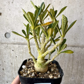 【現品限り】ドルステニア・ギガス 実生【AD30】 Dorstenia gigas【植物】塊根植物 夏型 コーデックス