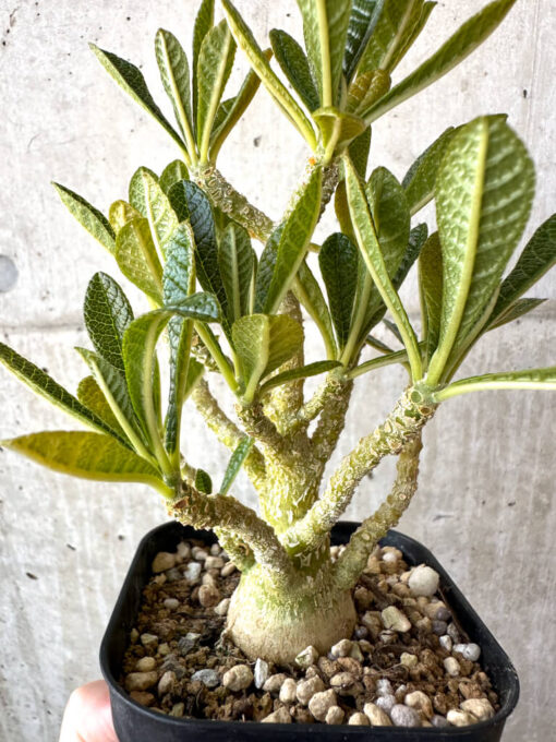 【現品限り】ドルステニア・ギガス 実生【AD30】 Dorstenia gigas【植物】塊根植物 夏型 コーデックス - 画像 (4)