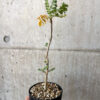 【現品限り】ボスウェリア・サクラ【AD31】 Boswellia sacra【植物】塊根植物 夏型 コーデックス