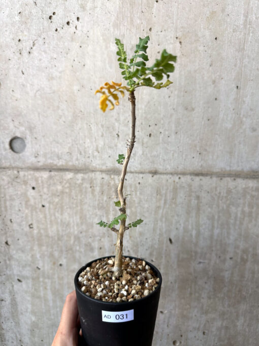 【現品限り】ボスウェリア・サクラ【AD31】 Boswellia sacra【植物】塊根植物 夏型 コーデックス
