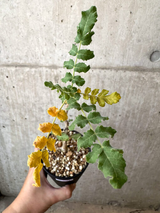 【現品限り】ボスウェリア・サクラ【AD31】 Boswellia sacra【植物】塊根植物 夏型 コーデックス - 画像 (2)