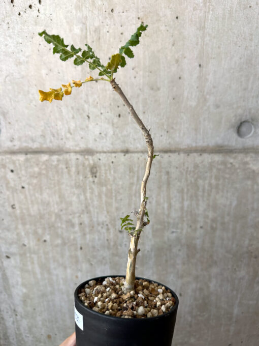 【現品限り】ボスウェリア・サクラ【AD31】 Boswellia sacra【植物】塊根植物 夏型 コーデックス - 画像 (3)