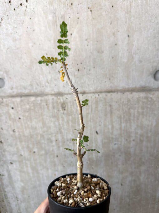 【現品限り】ボスウェリア・サクラ【AD31】 Boswellia sacra【植物】塊根植物 夏型 コーデックス - 画像 (4)