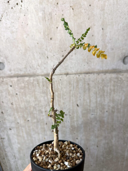 【現品限り】ボスウェリア・サクラ【AD31】 Boswellia sacra【植物】塊根植物 夏型 コーデックス - 画像 (5)