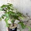 【現品限り】コミフォラ・ミルドブラエディ 現地株 発根済み【AD32】 Commiphora mildbraedii【植物】塊根植物 夏型 コーデックス