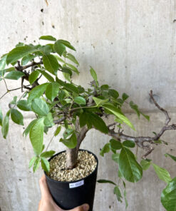 【現品限り】コミフォラ・ミルドブラエディ 現地株 発根済み【AD32】 Commiphora mildbraedii【植物】塊根植物 夏型 コーデックス