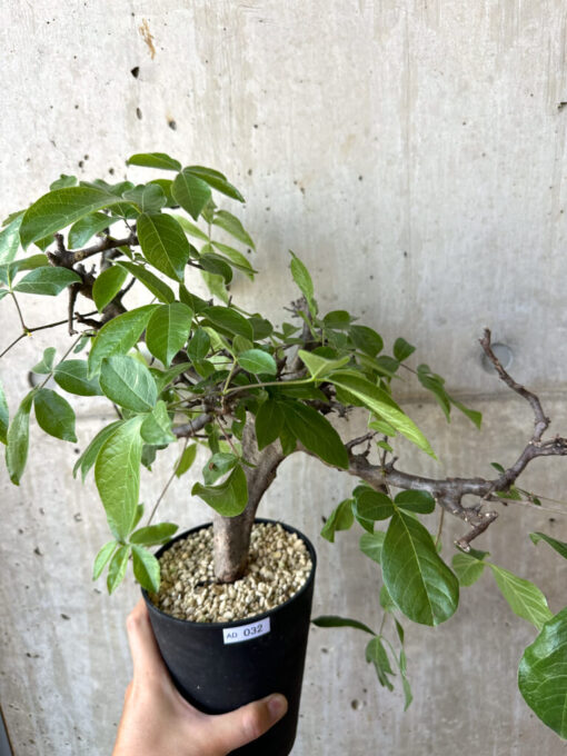 【現品限り】コミフォラ・ミルドブラエディ 現地株 発根済み【AD32】 Commiphora mildbraedii【植物】塊根植物 夏型 コーデックス