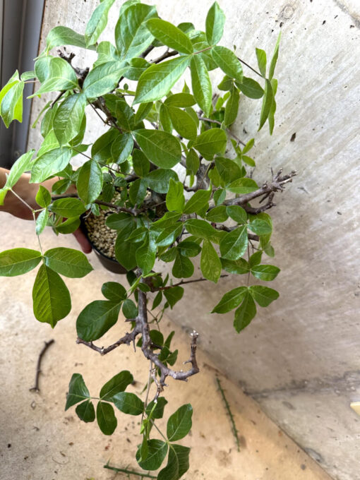 【現品限り】コミフォラ・ミルドブラエディ 現地株 発根済み【AD32】 Commiphora mildbraedii【植物】塊根植物 夏型 コーデックス - 画像 (2)