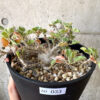 【現品限り】ヤトロファ・マルギナータ 特大【AD33】 Jatropha marginata【植物】塊根植物 夏型 コーデックス