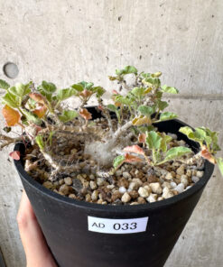 【現品限り】ヤトロファ・マルギナータ 特大【AD33】 Jatropha marginata【植物】塊根植物 夏型 コーデックス