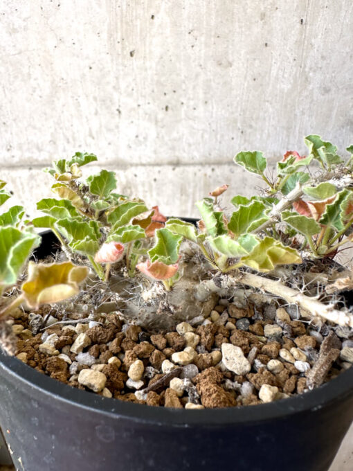 【現品限り】ヤトロファ・マルギナータ 特大【AD33】 Jatropha marginata【植物】塊根植物 夏型 コーデックス - 画像 (4)