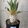 【現品限り】パキポディウム・ナマクアナム 光堂 実生 大株【AD34】 Pachypodium namaquanum【植物】塊根植物 夏型 コーデックス