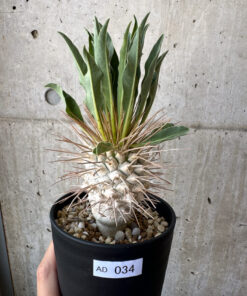 【現品限り】パキポディウム・ナマクアナム 光堂 実生 大株【AD34】 Pachypodium namaquanum【植物】塊根植物 夏型 コーデックス
