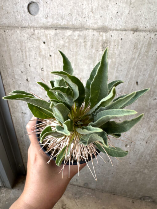 【現品限り】パキポディウム・ナマクアナム 光堂 実生 大株【AD34】 Pachypodium namaquanum【植物】塊根植物 夏型 コーデックス - 画像 (2)