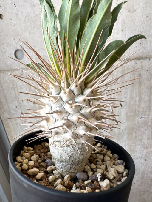 【現品限り】パキポディウム・ナマクアナム 光堂 実生 大株【AD34】 Pachypodium namaquanum【植物】塊根植物 夏型 コーデックス - 画像 (4)
