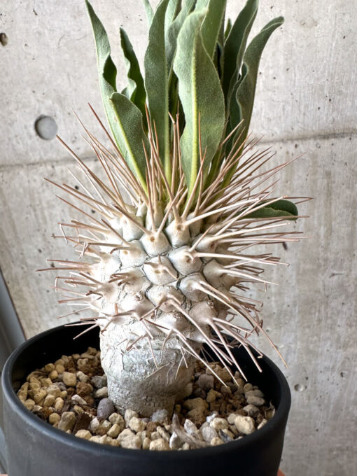 【現品限り】パキポディウム・ナマクアナム 光堂 実生 大株【AD34】 Pachypodium namaquanum【植物】塊根植物 夏型 コーデックス - 画像 (5)