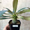 【現品限り】ユーフォルビア・パキポディオイデス【AD35】 Euphorbia pachypodioides【植物】塊根植物 夏型 コーデックス