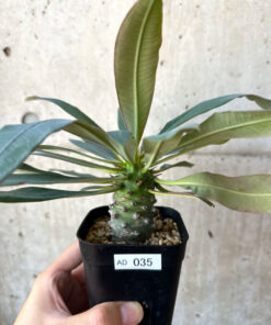 【現品限り】ユーフォルビア・パキポディオイデス【AD35】 Euphorbia pachypodioides【植物】塊根植物 夏型 コーデックス