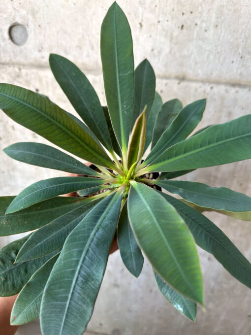 【現品限り】ユーフォルビア・パキポディオイデス【AD35】 Euphorbia pachypodioides【植物】塊根植物 夏型 コーデックス - 画像 (2)