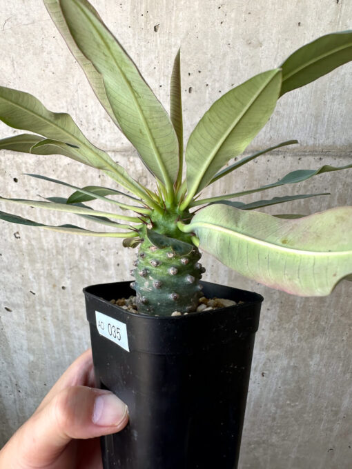 【現品限り】ユーフォルビア・パキポディオイデス【AD35】 Euphorbia pachypodioides【植物】塊根植物 夏型 コーデックス - 画像 (3)