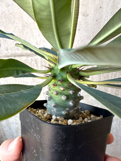 【現品限り】ユーフォルビア・パキポディオイデス【AD35】 Euphorbia pachypodioides【植物】塊根植物 夏型 コーデックス - 画像 (4)
