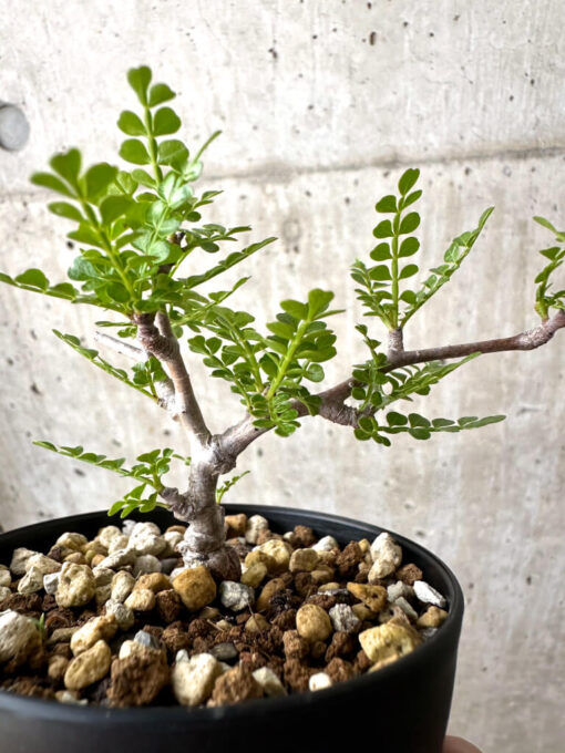 【現品限り】オペルクリカリア・パキプス 根挿し【AD3】 Operculicarya pachypus【植物】塊根植物 夏型 コーデックス - 画像 (3)