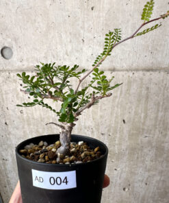 【現品限り】オペルクリカリア・パキプス 根挿し【AD4】 Operculicarya pachypus【植物】塊根植物 夏型 コーデックス