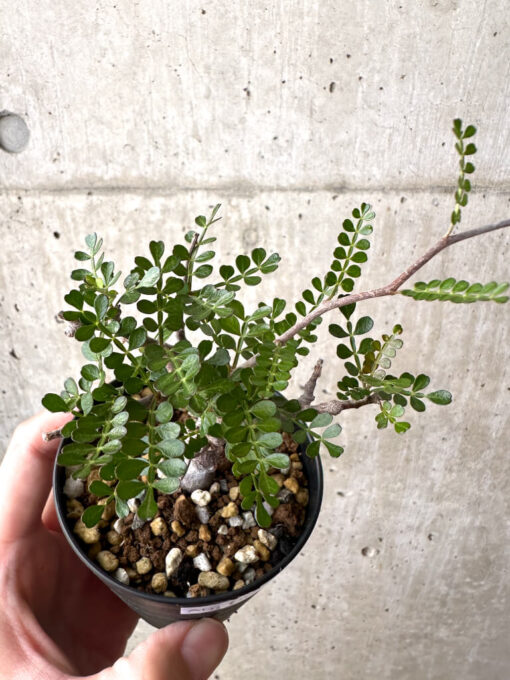 【現品限り】オペルクリカリア・パキプス 根挿し【AD4】 Operculicarya pachypus【植物】塊根植物 夏型 コーデックス - 画像 (2)