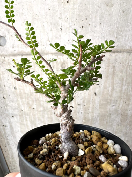 【現品限り】オペルクリカリア・パキプス 根挿し【AD4】 Operculicarya pachypus【植物】塊根植物 夏型 コーデックス - 画像 (3)