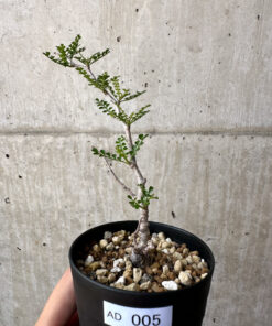 【現品限り】オペルクリカリア・パキプス 根挿し【AD5】 Operculicarya pachypus【植物】塊根植物 夏型 コーデックス