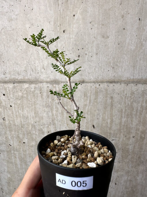 【現品限り】オペルクリカリア・パキプス 根挿し【AD5】 Operculicarya pachypus【植物】塊根植物 夏型 コーデックス