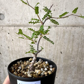 【現品限り】オペルクリカリア・パキプス 根挿し【AD6】 Operculicarya pachypus【植物】塊根植物 夏型 コーデックス