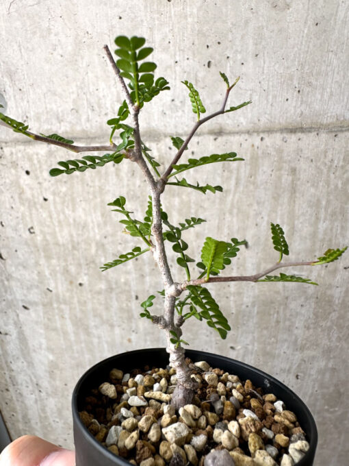 【現品限り】オペルクリカリア・パキプス 根挿し【AD6】 Operculicarya pachypus【植物】塊根植物 夏型 コーデックス - 画像 (3)