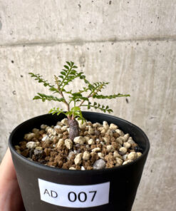 【現品限り】オペルクリカリア・パキプス 根挿し【AD7】 Operculicarya pachypus【植物】塊根植物 夏型 コーデックス