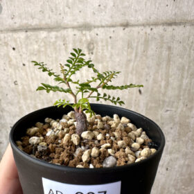 【現品限り】オペルクリカリア・パキプス 根挿し【AD7】 Operculicarya pachypus【植物】塊根植物 夏型 コーデックス