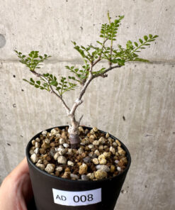 【現品限り】オペルクリカリア・パキプス 根挿し【AD8】 Operculicarya pachypus【植物】塊根植物 夏型 コーデックス