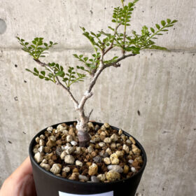 【現品限り】オペルクリカリア・パキプス 根挿し【AD8】 Operculicarya pachypus【植物】塊根植物 夏型 コーデックス