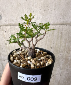 【現品限り】オペルクリカリア・パキプス 根挿し【AD9】 Operculicarya pachypus【植物】塊根植物 夏型 コーデックス