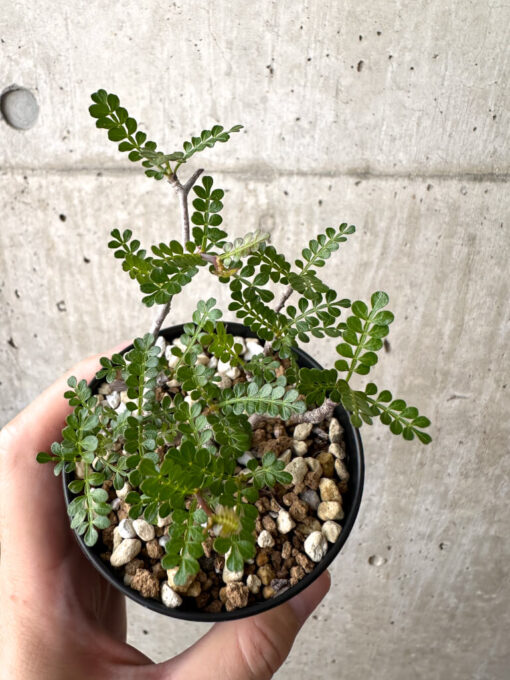 【現品限り】オペルクリカリア・パキプス 根挿し【AD9】 Operculicarya pachypus【植物】塊根植物 夏型 コーデックス - 画像 (2)
