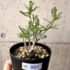 【現品限り】オペルクリカリア・パキプス 根挿し【AE1】 Operculicarya pachypus【植物】塊根植物 夏型 コーデックス