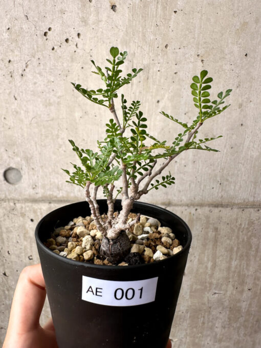 【現品限り】オペルクリカリア・パキプス 根挿し【AE1】 Operculicarya pachypus【植物】塊根植物 夏型 コーデックス