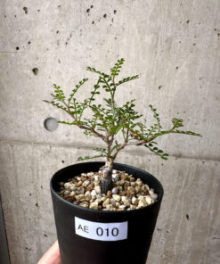【現品限り】オペルクリカリア・パキプス 根挿し【AE10】 Operculicarya pachypus【植物】塊根植物 夏型 コーデックス