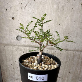 【現品限り】オペルクリカリア・パキプス 根挿し【AE10】 Operculicarya pachypus【植物】塊根植物 夏型 コーデックス