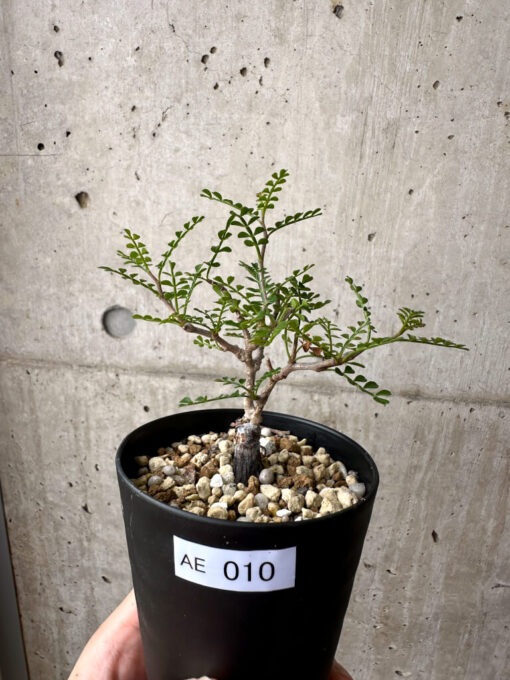 【現品限り】オペルクリカリア・パキプス 根挿し【AE10】 Operculicarya pachypus【植物】塊根植物 夏型 コーデックス