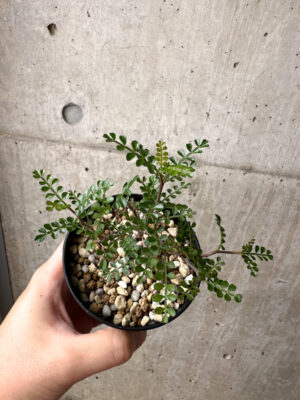 プラントブラザーズ